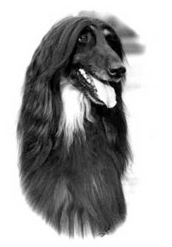 Zar