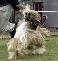 Hughie