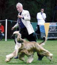 Hughie