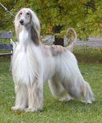 Lladro